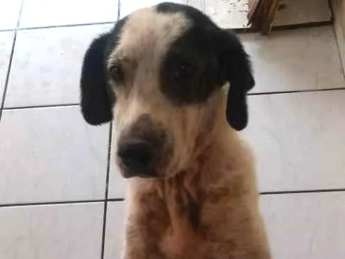 Cachorro ra a  idade 5 anos nome Lessy