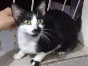 Gato raça Europeu comum idade 7 a 11 meses nome Damdá