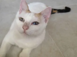 Gato raça Não definida idade 2 anos nome Mamãe 