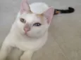 Mamãe