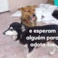 Yude e Mario