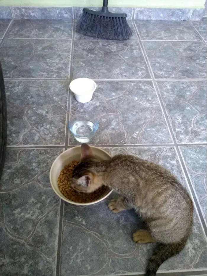 Gato ra a SRD idade 2 a 6 meses nome Sem nome