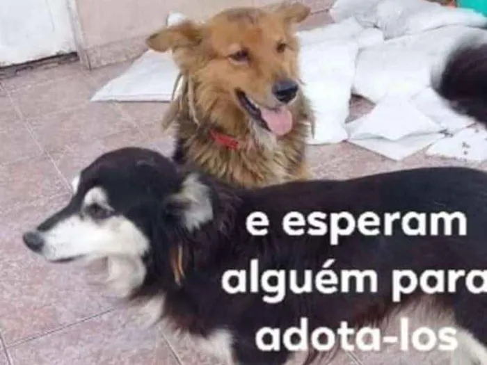 Cachorro ra a Vira lata idade 4 anos nome Yude e Mario