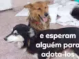 Yude e Mario
