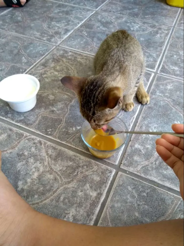 Gato ra a SRD idade 2 a 6 meses nome Sem nome