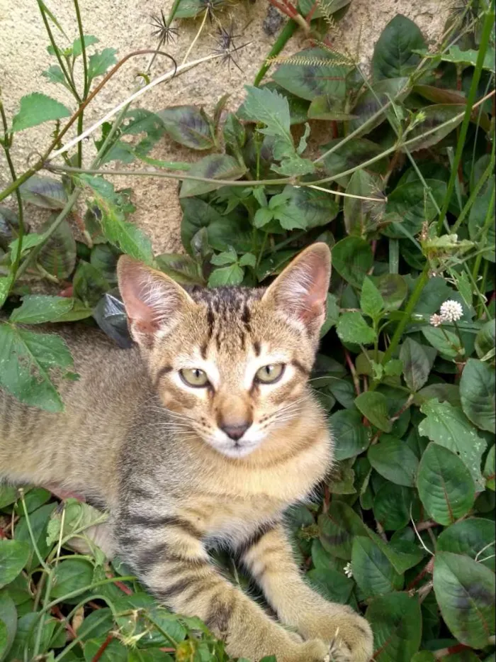 Gato ra a SRD idade 2 a 6 meses nome Sem nome
