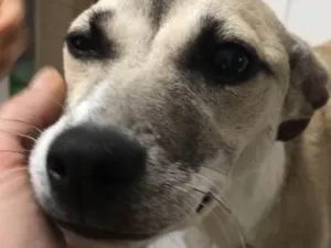 Cachorro raça Srd idade 7 a 11 meses nome martina