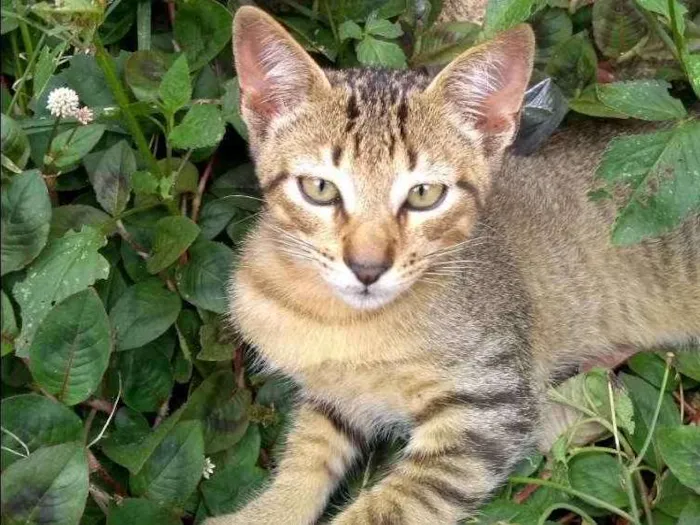 Gato ra a SRD idade 2 a 6 meses nome Sem nome