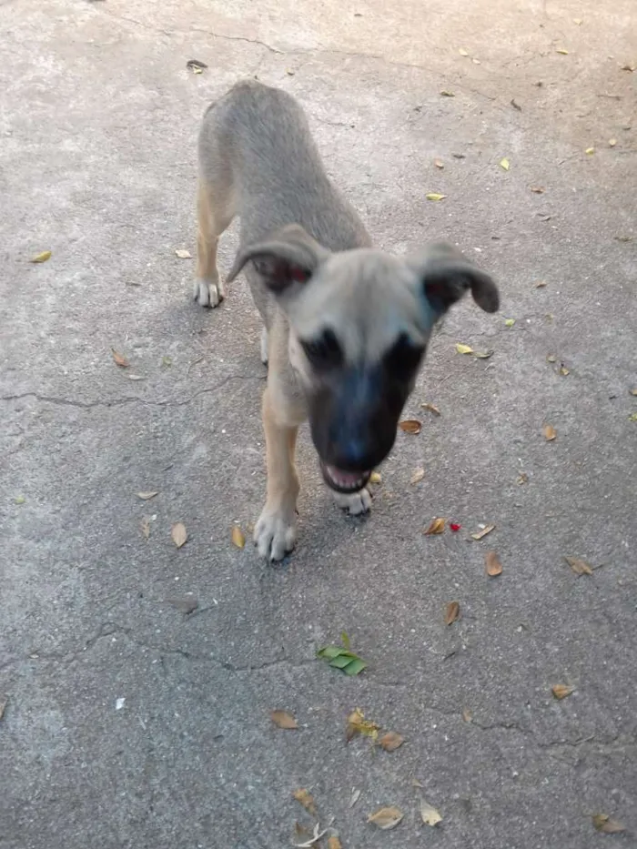 Cachorro ra a Viralata idade 2 a 6 meses nome Dumbo