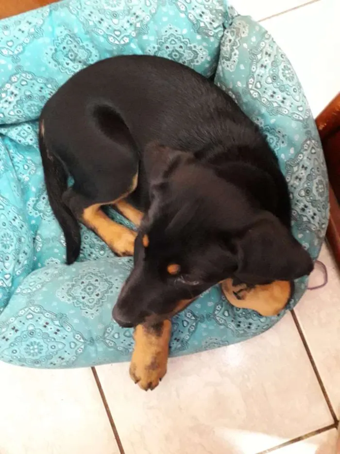 Cachorro ra a Virá lata com rotvailer  idade 2 a 6 meses nome Ainda não tem