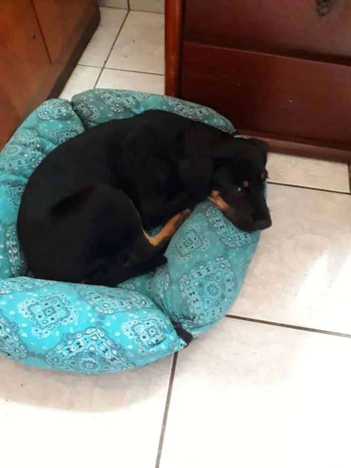 Cachorro ra a Virá lata com rotvailer  idade 2 a 6 meses nome Ainda não tem