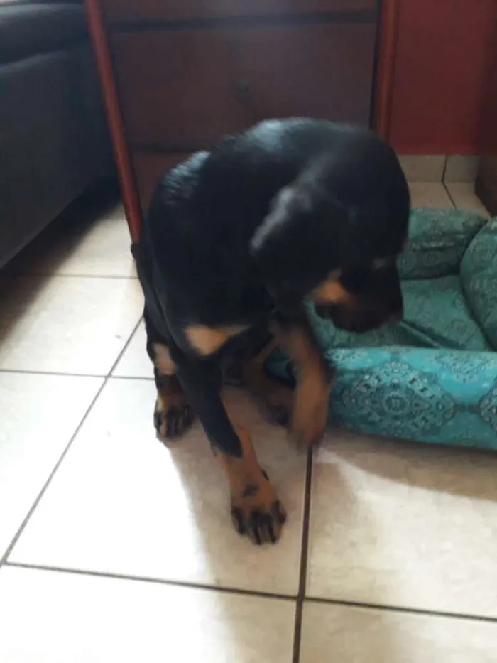 Cachorro ra a Virá lata com rotvailer  idade 2 a 6 meses nome Ainda não tem