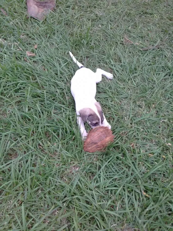 Cachorro ra a Viralata idade 2 a 6 meses nome Nino