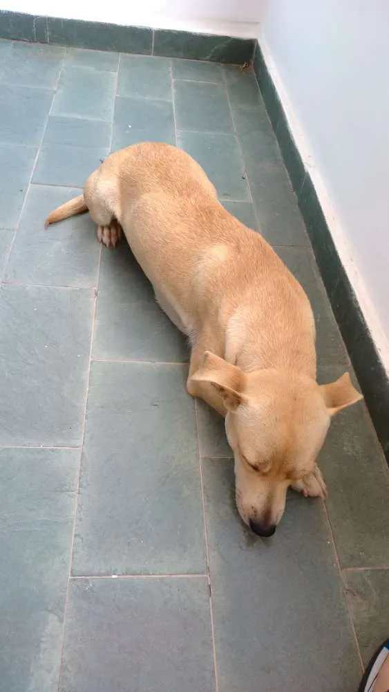 Cachorro ra a Vira lata idade  nome Desconhecido