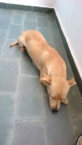 Desconhecido