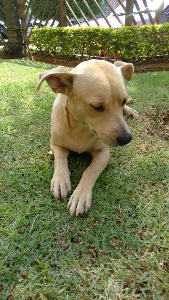 Cachorro ra a Vira lata idade  nome Desconhecido