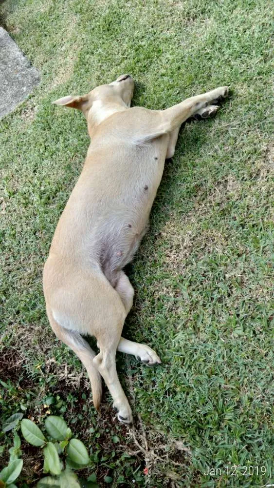Cachorro ra a Vira lata idade  nome Desconhecido