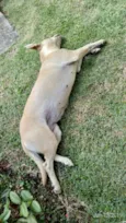 Desconhecido
