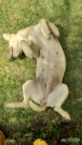 Desconhecido