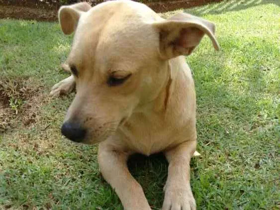 Cachorro ra a Vira lata idade  nome Desconhecido