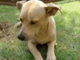Desconhecido