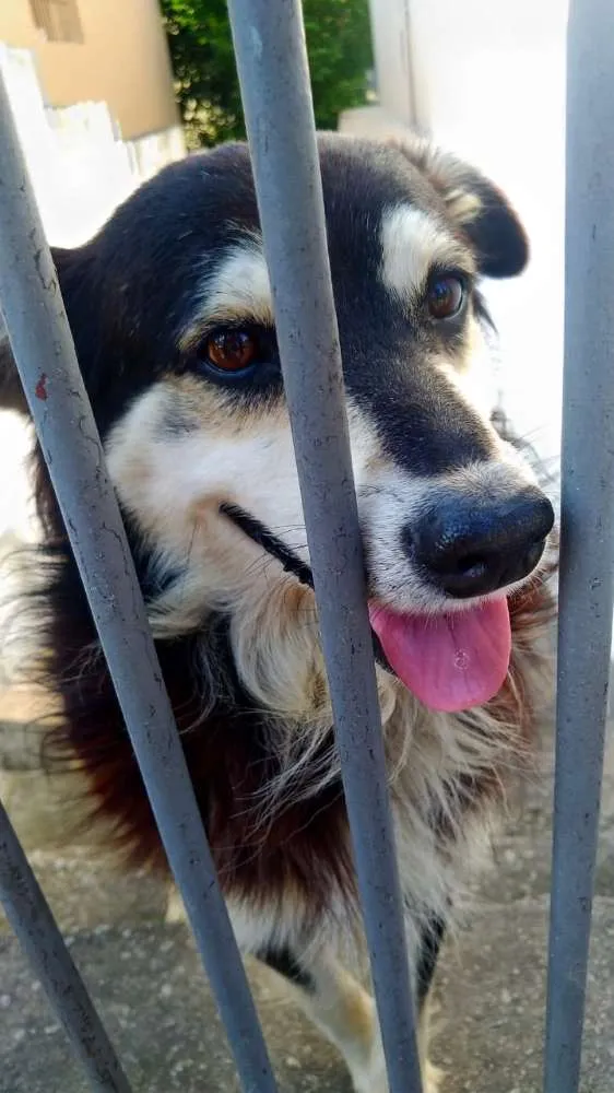 Cachorro ra a Vira lata idade 4 anos nome Yude e Mario