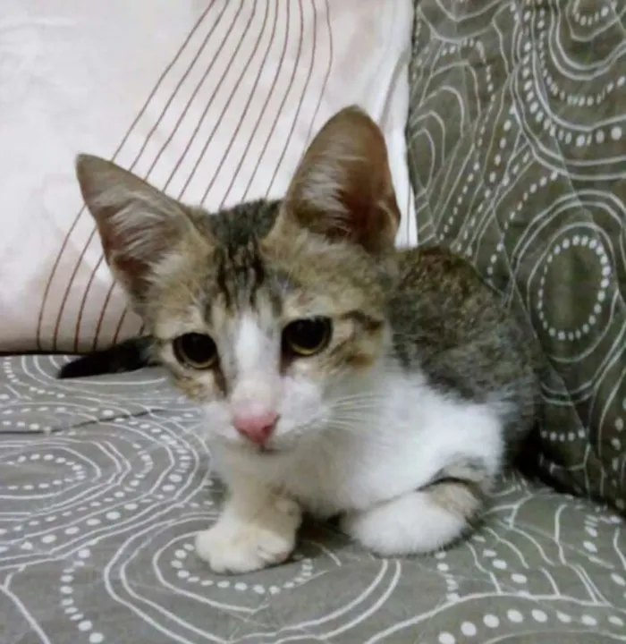 Gato raça SRD idade 2 a 6 meses nome Ragnar