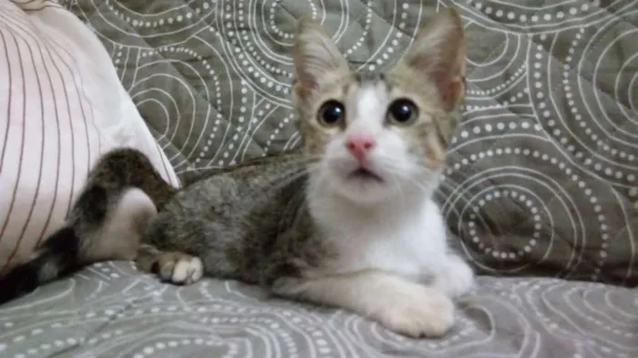 Gato raça SRD idade 2 a 6 meses nome Ragnar