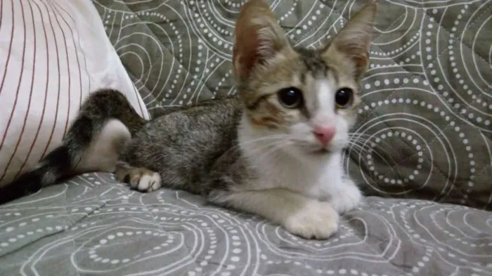 Gato raça SRD idade 2 a 6 meses nome Ragnar