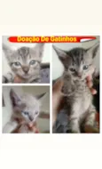 Filhotinhos