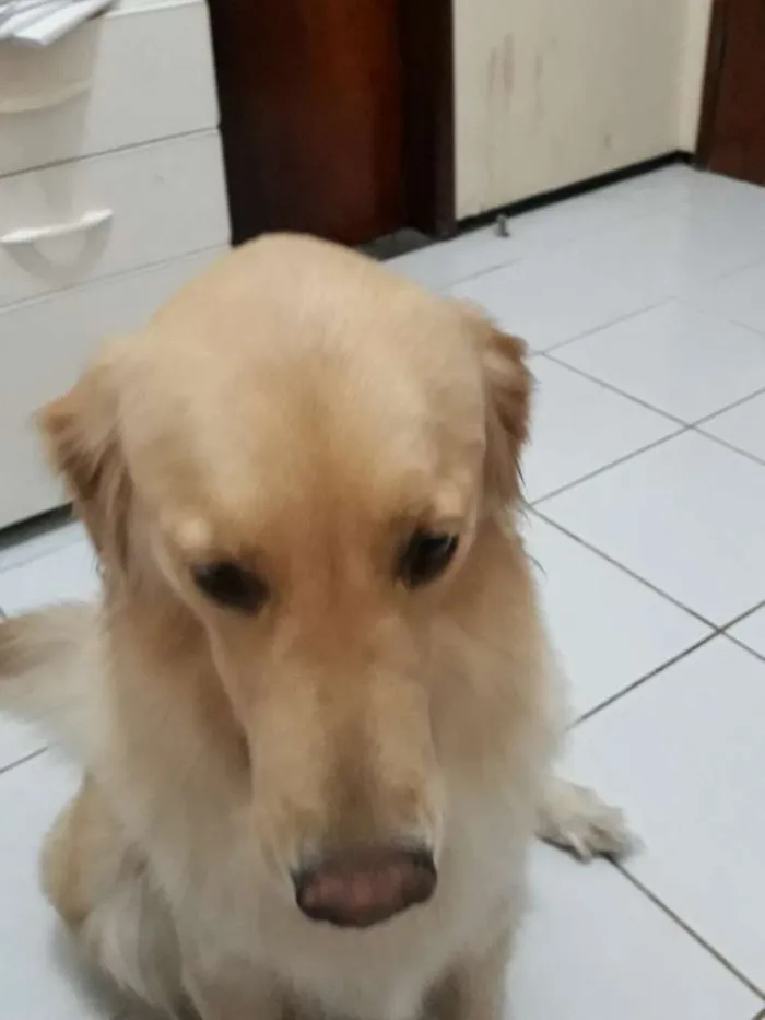 Cachorro ra a Golden retriever idade 2 anos nome Sem nome