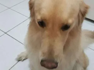 Cachorro raça Golden retriever idade 2 anos nome Sem nome