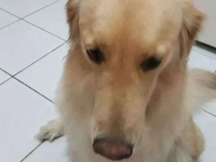 Cachorro ra a Golden retriever idade 2 anos nome Sem nome
