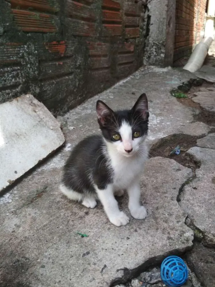 Gato ra a  idade 2 a 6 meses nome Frajola