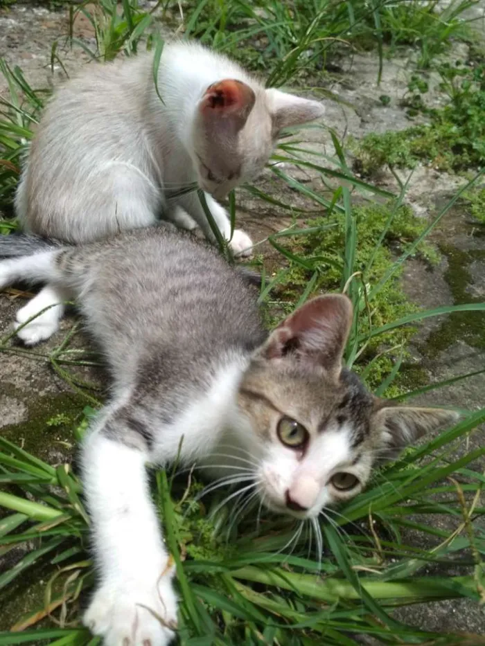 Gato ra a  idade 2 a 6 meses nome Pipoca