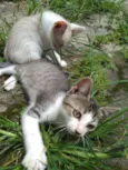 Pipoca