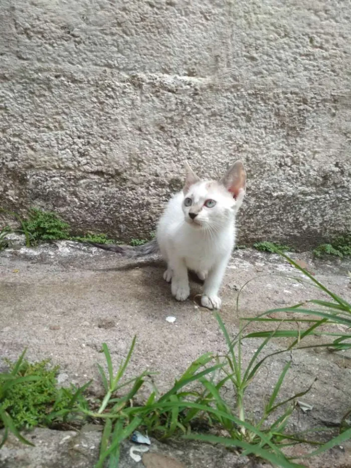 Gato ra a  idade 2 a 6 meses nome Japones