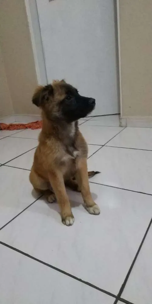 Cachorro ra a srd idade 2 a 6 meses nome  mimi