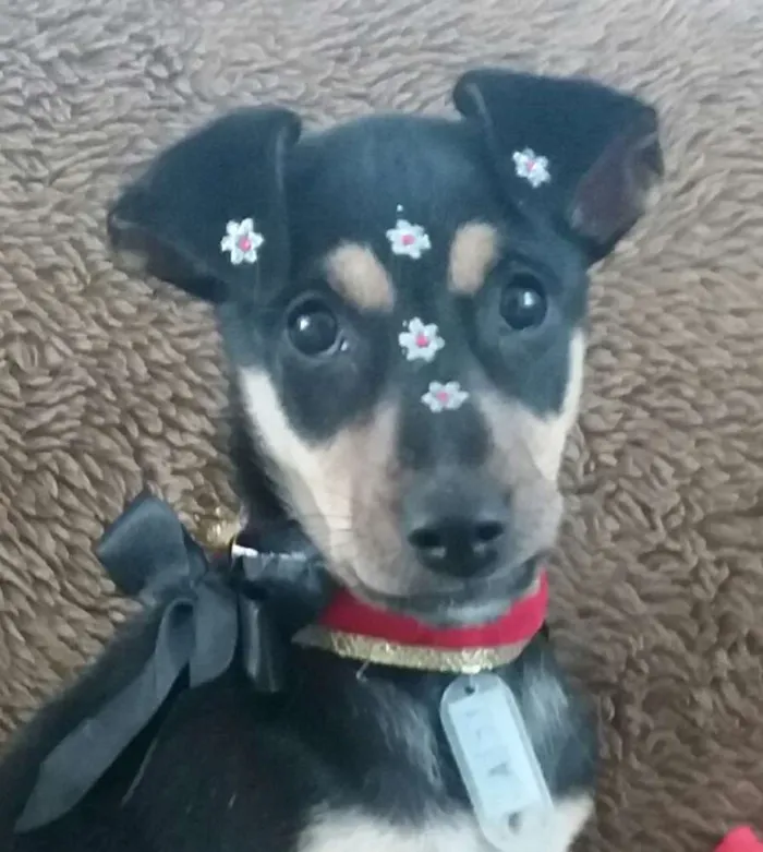 Cachorro ra a SRD idade 2 a 6 meses nome Leco e Lela