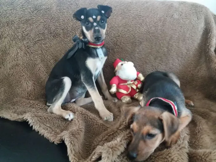 Cachorro ra a SRD idade 2 a 6 meses nome Leco e Lela