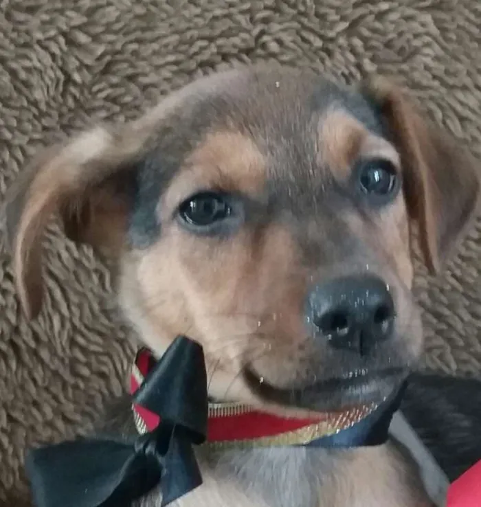 Cachorro ra a SRD idade 2 a 6 meses nome Leco e Lela