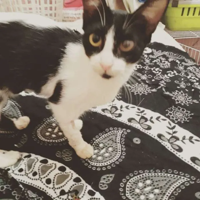 Gato ra a SRD idade 2 a 6 meses nome Lia