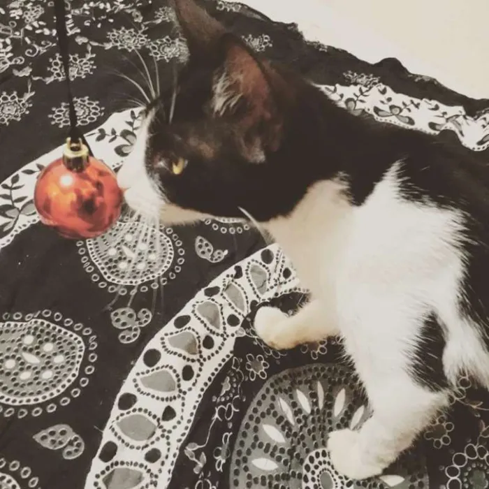 Gato ra a SRD idade 2 a 6 meses nome Lia