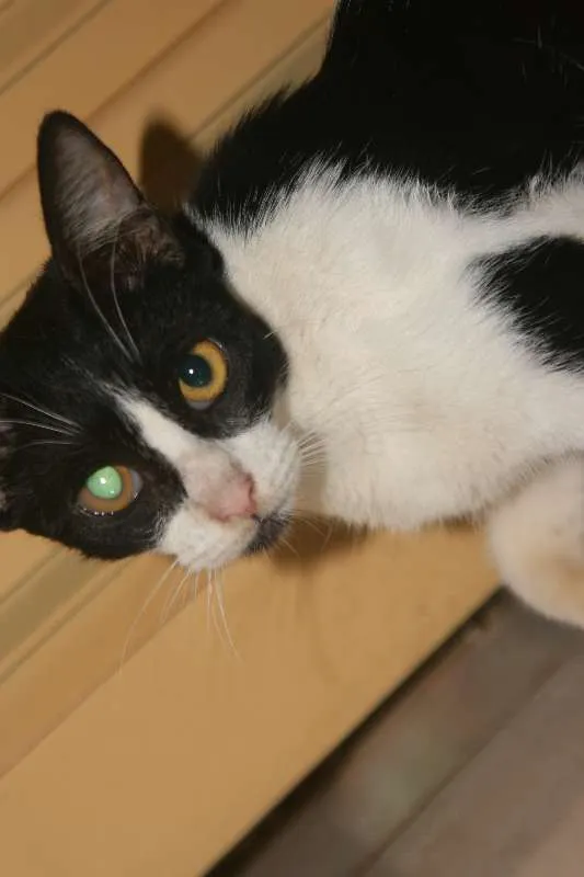 Gato ra a SRD idade 2 a 6 meses nome Lia