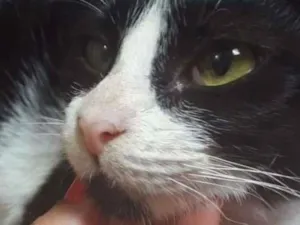 Gato raça SRD idade 2 a 6 meses nome Lia