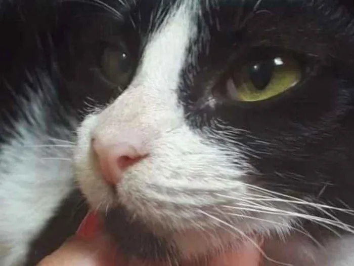 Gato ra a SRD idade 2 a 6 meses nome Lia