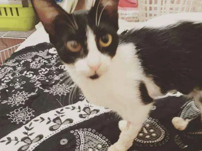 Gato ra a SRD idade 2 a 6 meses nome Lia