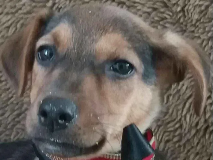 Cachorro ra a SRD idade 2 a 6 meses nome Leco e Lela