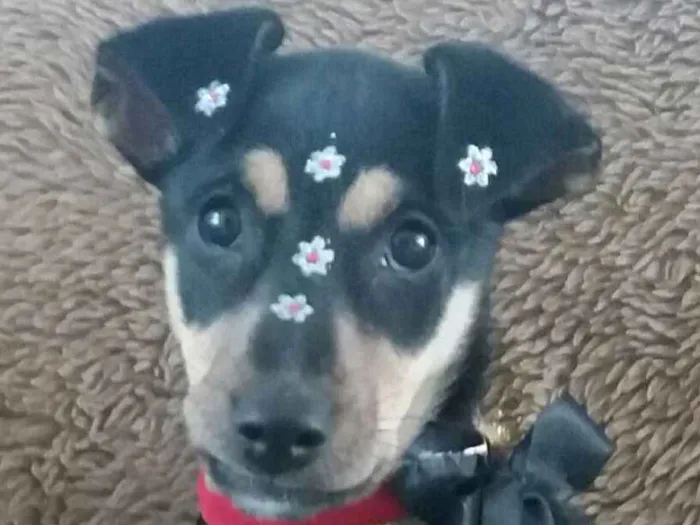 Cachorro ra a SRD idade 2 a 6 meses nome Leco e Lela