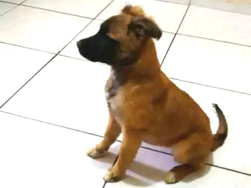 Cachorro ra a srd idade 2 a 6 meses nome  mimi